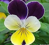 5,000 Johnny Jump up Seeds - Favorite Wildflower of Childhood