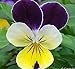 5,000 Johnny Jump up Seeds - Favorite Wildflower of Childhood