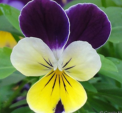 5,000 Johnny Jump up Seeds - Favorite Wildflower of Childhood