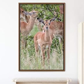 signwin Framed Canvas Wall Art Deer Animals Deer...