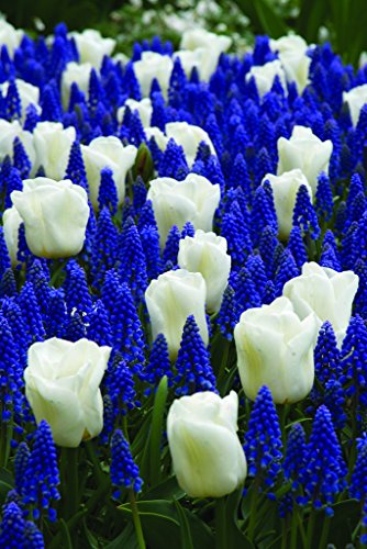 Burpee's Cool Blues Mix - 21 Flower Bulbs | Blue & White |