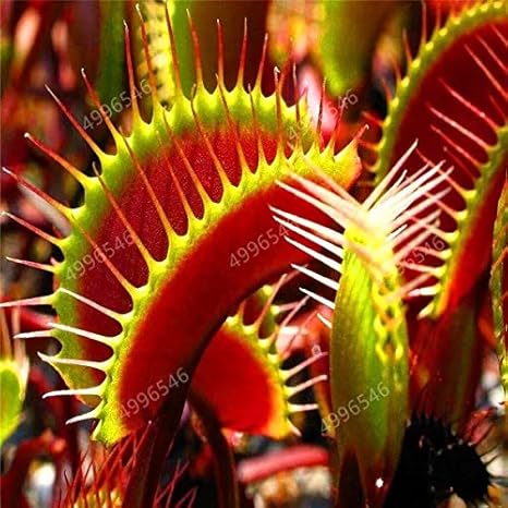 EleCraft Rare PricklyFly Carnivorous/Insectivorous Plant 5 seeds for ...