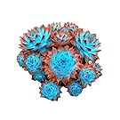 Seeds Shopp 200 Pcs Sale!Hens And Chicks Succulent Mix Seeds (Sempervivum Hybridum) Bonsai Plant Flower Seeds For Home Garden