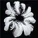 White Feather 400pcs Natural Beautiful Goose Feathers 3.15-4.72 inch for Various DIY Craft Headdress Earrings and Wedding Birthday Festival Home Party Decorations & Bridal Baby Shower