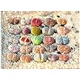 Pack of 15 Live Small Exotic One Year Old Lithops Plant Seedlings Perfect for Lithops Starter Great Terrarium Addition (Pack of 15 Seedlings + Seed Kit (25 Seeds))