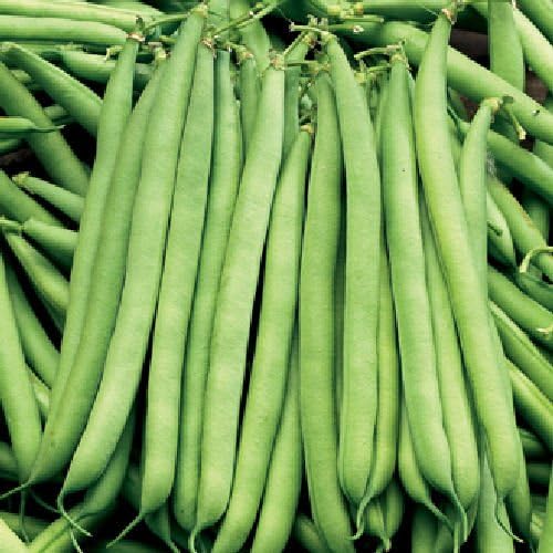 Viridis Hortus - 150 Dwarf French Bean The Prince Vegetable Seeds