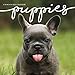Puppies 2020 Wall Calendar by 