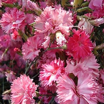 carnation chabaud blooming zones