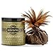Kama Sutra Honey Dust Body Powder, Scent – Chocolate Caressthumb 1