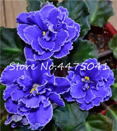 Violets Coloring Page Free Printable Coloring Pages