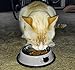 Comsmart Stainless Steel Pet Cat Bowl Puppy Dish Bowl with Cute Cats Painted Non-Skid for Small Dogs Cats (2 Pack) (Grey/Grey)