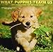 What Puppies Teach Us 2019 Wall Calendar by 