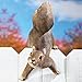Collections Etc Over The Fence Squirrel Decoration, Brown