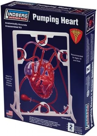 Human Body Pumping Heart Model Kit