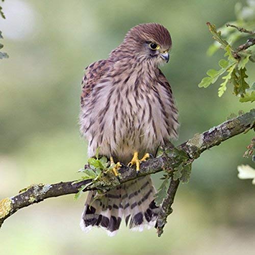 Really Wild Cards Kestrel Greeting Card with SOUND. Photograph of kestrel and a recording of its song combined into a unique and fun greeting card.,Multi colour,15cm x 15cm x0.2cm