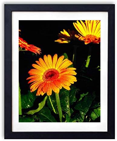 Amazon Co Jp 木製フォトフレーム 写真フレーム 木製の枠 50cmx70cm 特大 ガーベラ花ハーブ花壇ドロップ鮮度夜 装飾画 壁掛け 壁飾り 壁ポスター おしゃれ ウォールアート アートパネル 壁の絵 インテリア絵画 額縁 部屋飾り 黒額縁が飾っている 壁画 ホーム キッチン
