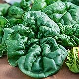 "Bloomsdale Long Standing" Spinach Seeds for