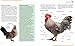 Mini Encyclopedia of Chicken Breeds and Care: A Color Directory of the Most Popular Breeds and Their Care