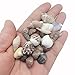 PEPPERLONELY India Natural Sea Shells Mixed, Small, 1/2 Inch to 1-1/2 Inch in Sizes, 8 oz, Apprx. 380PC+ Shells