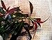 Ludwigia Peruensis Diamond Red Star Ludwigia Bundle Freshwater Live Aquarium Plant Fish Tank Decoration 3 Days Live Guaranteed by Mainam