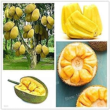 Amazon Subtle 50粒 ジャックフルーツの種 有機シーズ フルーツの種 園芸 栽培 植物の種 家族と庭 果物 果物