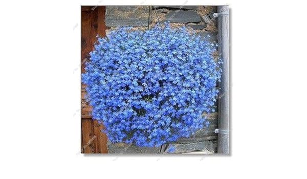 Amazoncom Exotic Blue Linen Flower Seed Home Garden