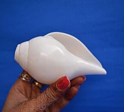 Original Blowing Shankh (VAMAVARTI BAJNEWALA) Conch