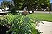 Wren H438 21-Inch Stainless Steel Stake with Copper Re-Usable Plant Tag, 6-Pack