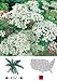 Flower Achillea Yarrow White D3201A (White) 500 Heirloom Seeds by David's Garden Seeds