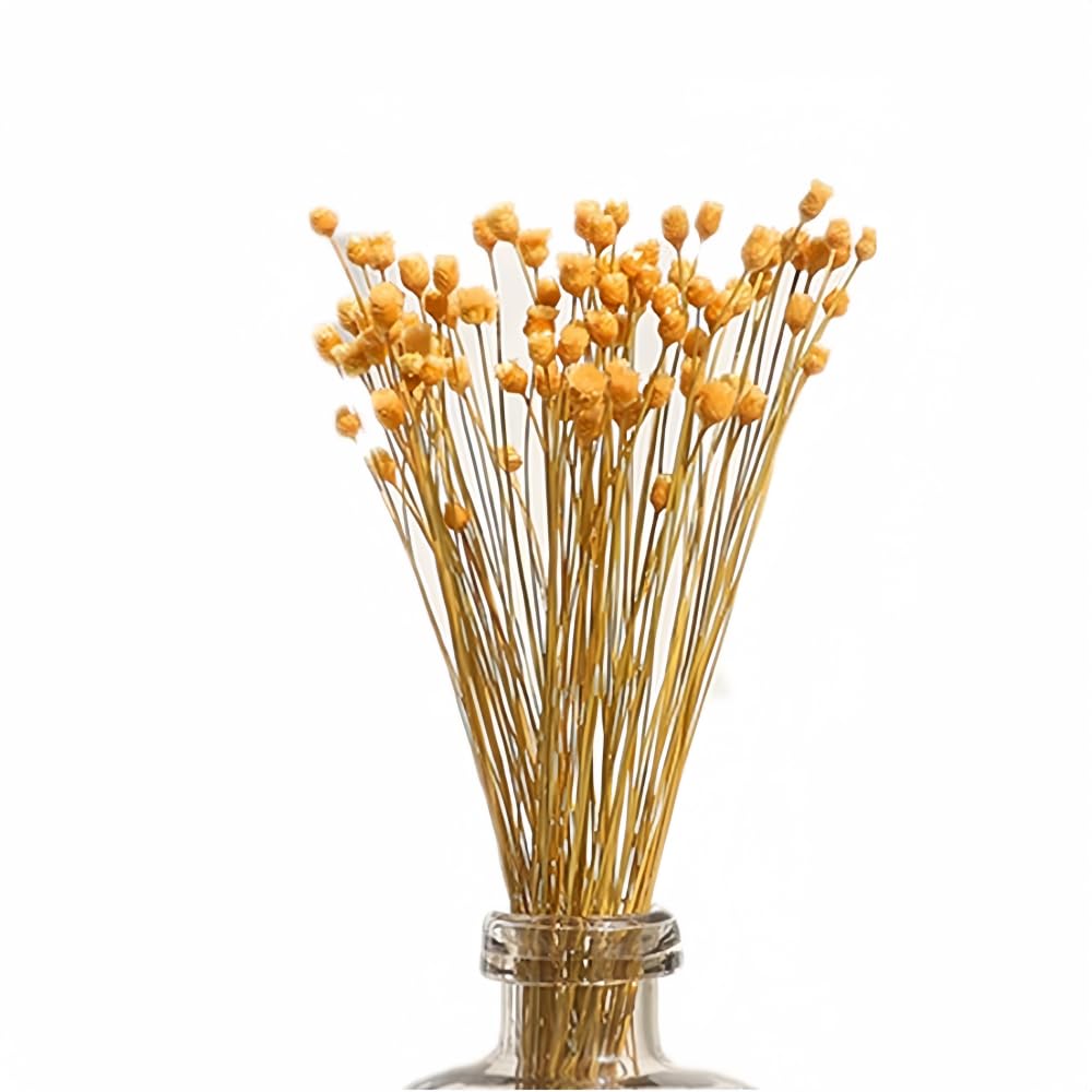 XIZHI 250 Stems Natural Dry Flowers Brazilian Small StarDaisy Decorative Dried Flowers Mini Daisy Chamomile Bouquet for Wedding DIY Home Party