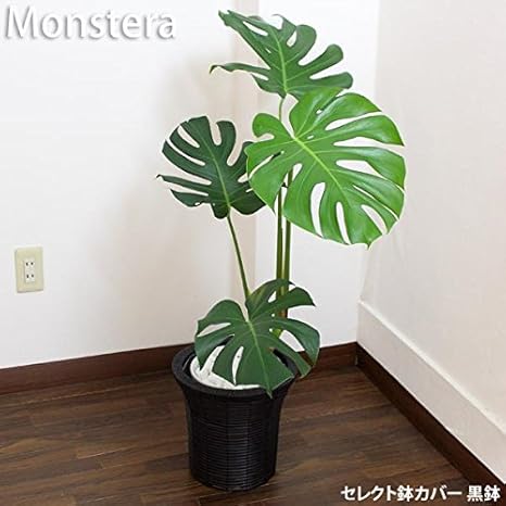 Amazon モンステラ 高さ75cm 95cm 白陶器鉢 黒鉢カバー 生花 観葉植物 観葉植物 オンライン通販
