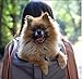 Pet Magasin Pet Travel Carrier Backpack [Airline Approved] Pet Transportation Kennel with Sturdy Structure & Breathable Mesh Window (Backpack, Large)