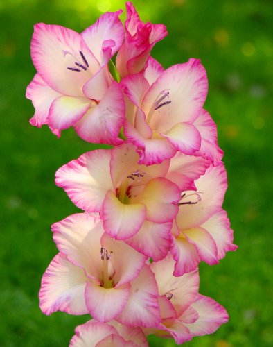 Priscilla Large Flowering Gladiolus - 10 Bulbs 14/+ cm Priscilla Large Flowering Gladiolus - 10 Bulbs 14/+ cm