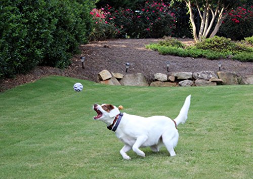 Unique Dog Fetch Squeaker Balls Animal Prints 4 Pack