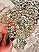 Fashion Jewelry Bridal and Chic Long Imitation Pearl 4Leaf Clover Strand Necklace (Gold Clover)