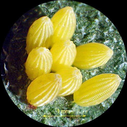 4 AmScope+SE305R+PZ+Microscope+Magnification+Objectives