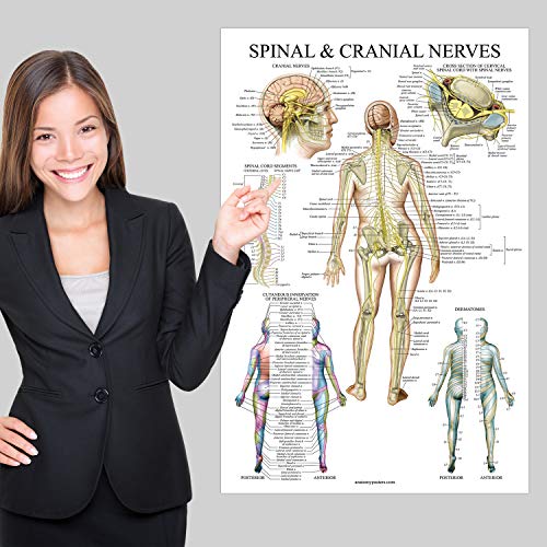 2 Spinal+Nerves+Anatomical+Chart+Dermatones
