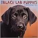 Just Black Lab Puppies 2019 Wall Calendar (Dog Breed Calendar)