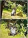 Agirlgle Animal Garden Statue - Cute Swing Koala Bear - Funny Outdoor Sculpture Ornaments Décor - Best Indoor Outdoor Figurines for Patio Yard Lawn House - Made of Resin