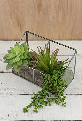 Glass Observation Box Terrarium (5x8in)
