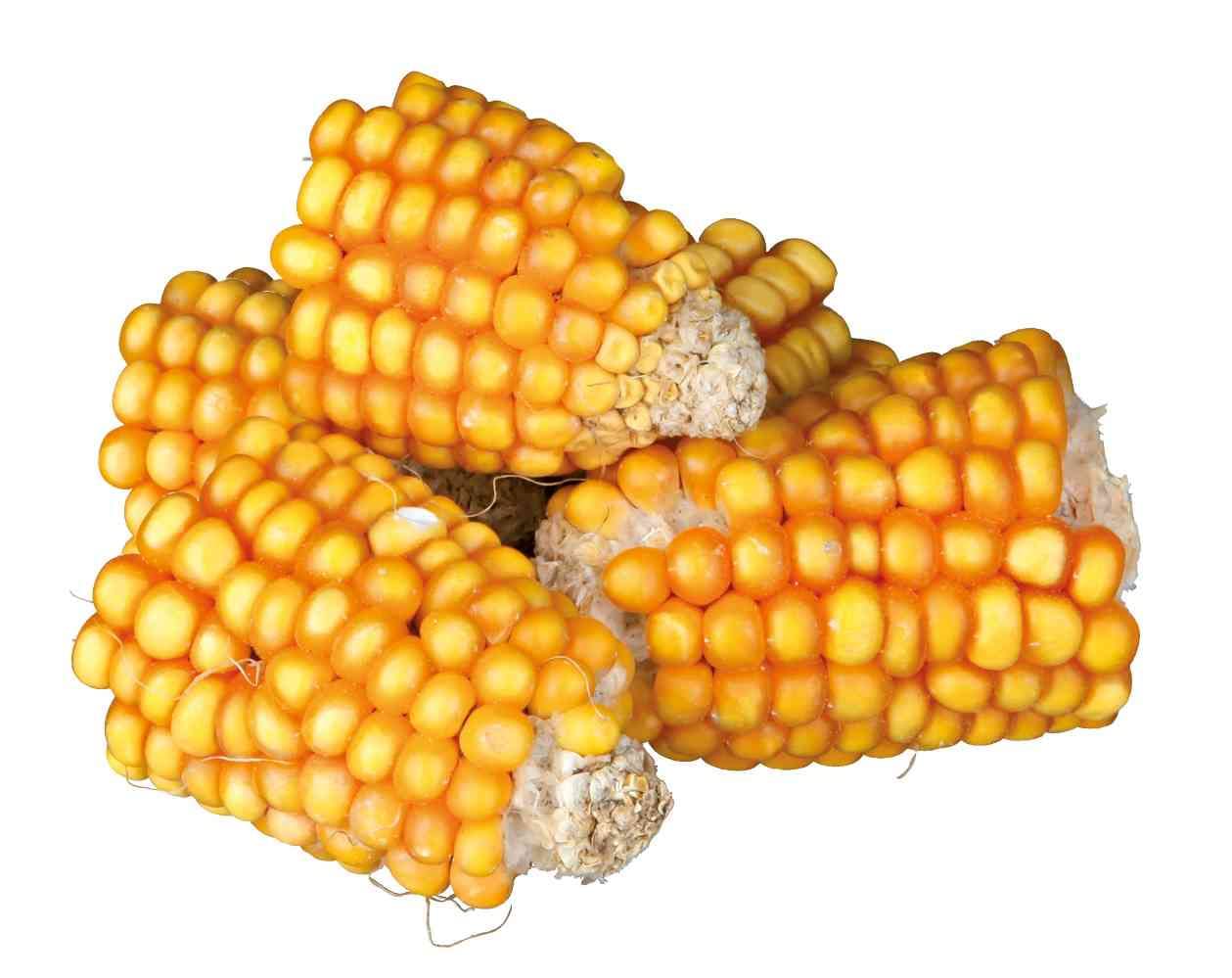 Corn Cob Pieces 300g