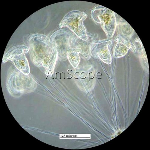Inverted Tissue Culture Trinocular Microscope 40x-800x - Thumbnail 6