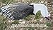 Sillosocks Blue Goose Feeder Decoy (12-Pack), Brown