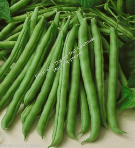 Bean Seeds Kentucky Wonder Bush Vegetable High Yields Fresh or Frozen Commodore 150 Seeds