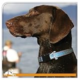 Kurgo Wander Reflective Dog Collar, Small, Blue