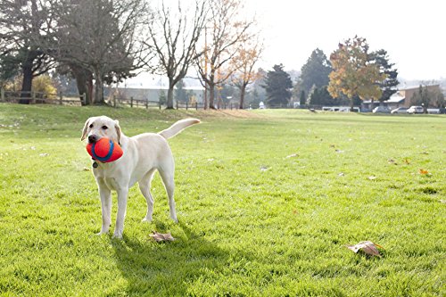 Chuckit Fumble Fetch Toy for Dogs, Small