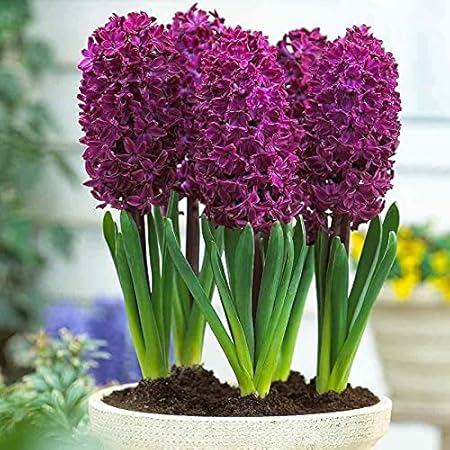 FernsFly IMP. Hyacinth Aromatic Charming Flower Bulbs Winter Flower Home Pot / Land Gardening Bulbs Blooming planting (Pack of 11 Woodstock Hyacinth)