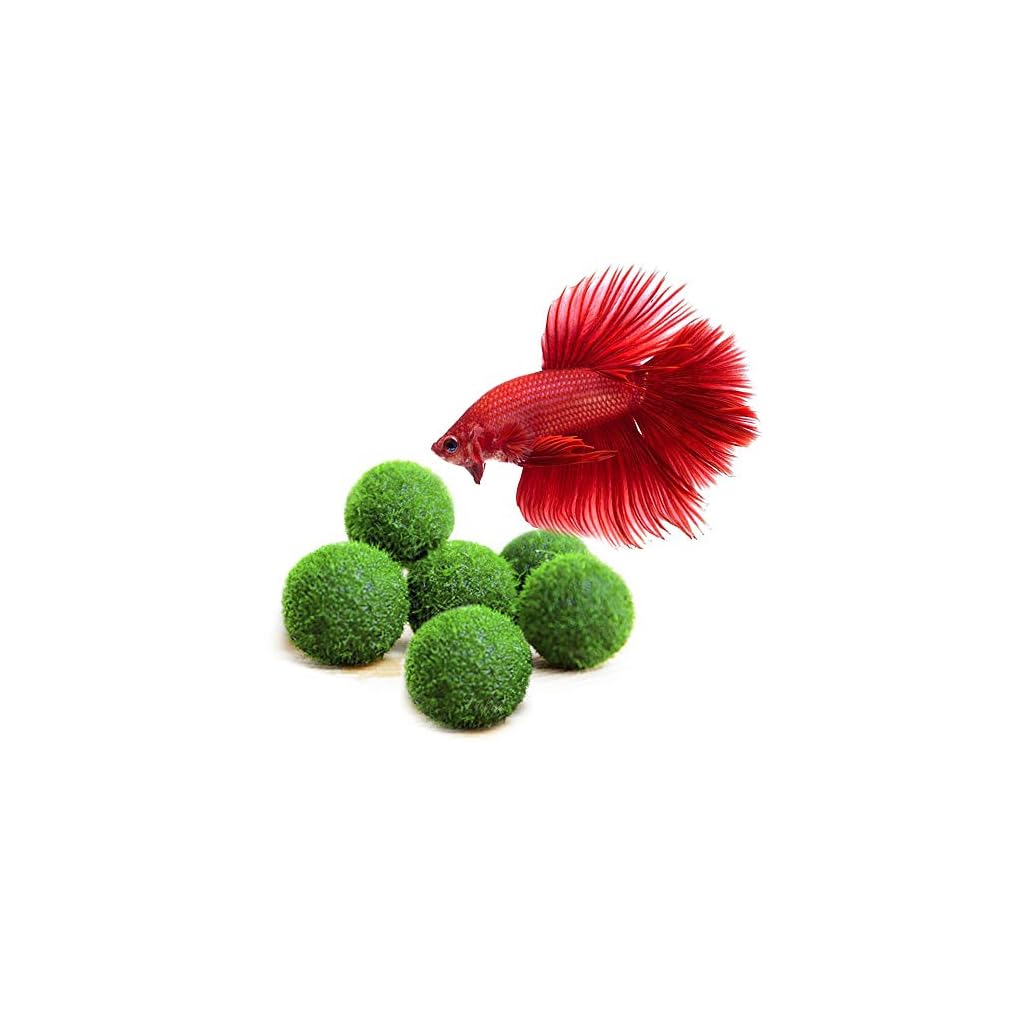 Luffy Nano Betta Balls, 0.4inches, Live RoundShaped Marimo Plant