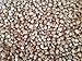 500 Ginseng Seeds Stratified American Grow Your Own Ginseng