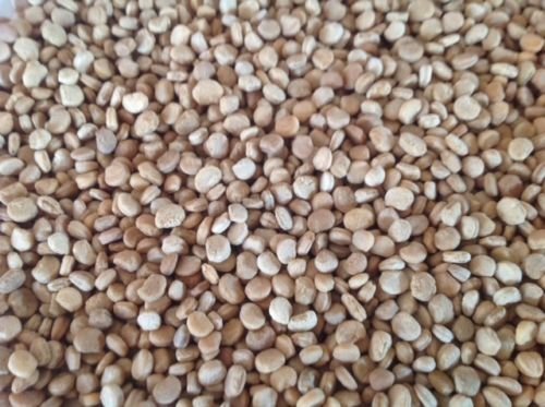 500 Ginseng Seeds Stratified American Grow Your Own Ginseng